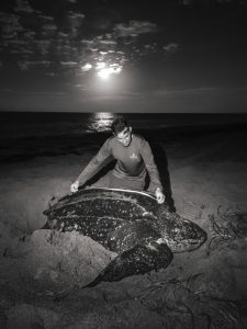 Person measuring a large leatherback turtle on a beach at night under a bright moon