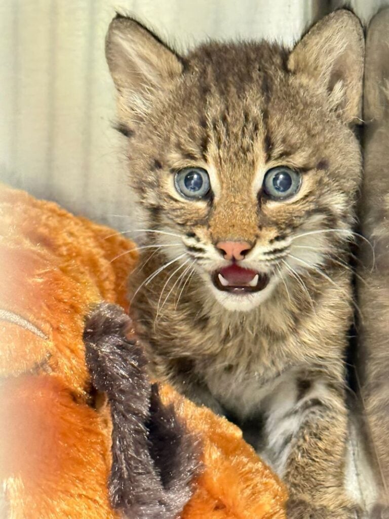 baby animal season 6-week-old bobcat in wildlife rehabilitation care on blanket