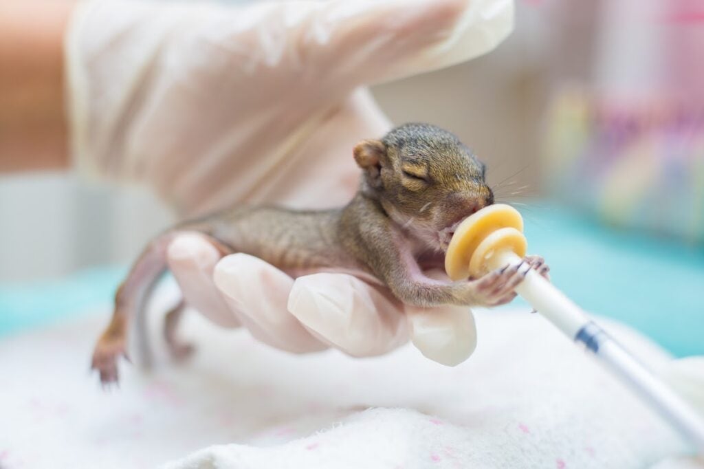 Baby squirrel drinking from a bottle while receiving care at Busch Wildlife Sanctuary's Wildlife Hospital.
