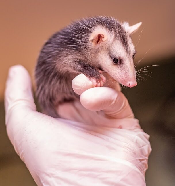 baby animal season baby opossum being cared for by wildlife rehabilitator