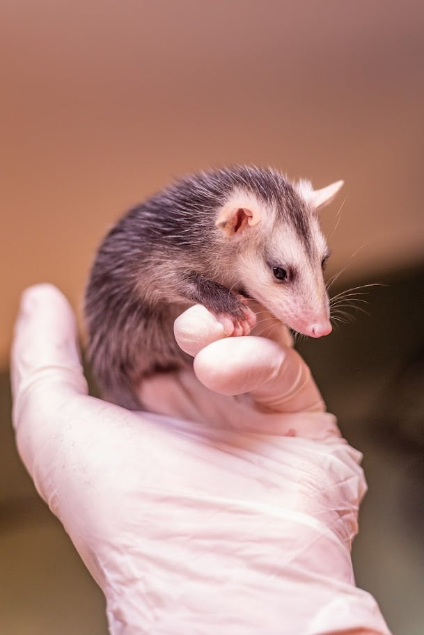 baby animal season baby opossum being cared for by wildlife rehabilitator