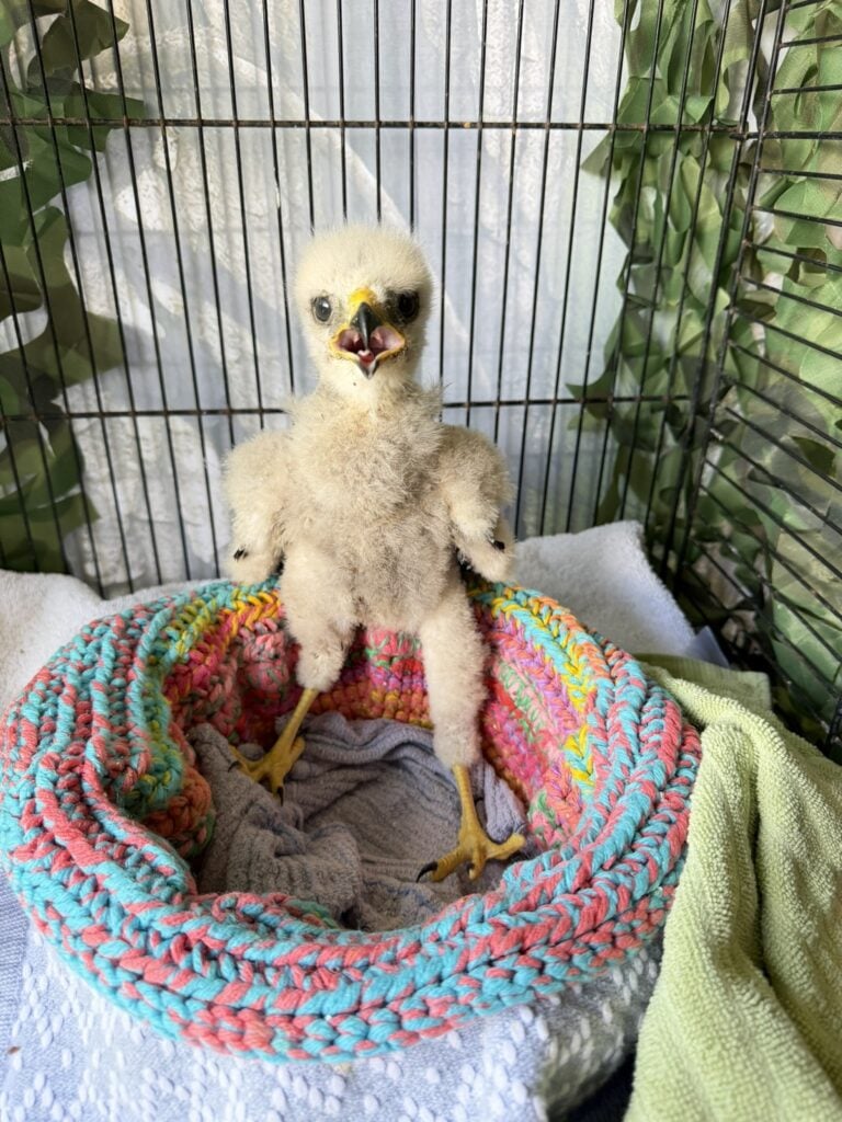 baby animal season baby bird in a blanket