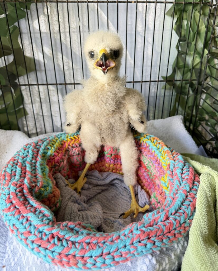 baby animal season baby bird in a blanket